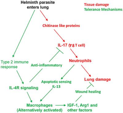 Helminth Infections Induce Tissue Tolerance Mitigating Immunopathology but Enhancing Microbial Pathogen Susceptibility